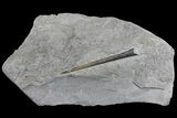 Fossil Belemnite (Youngibelus) - Germany #167855-1